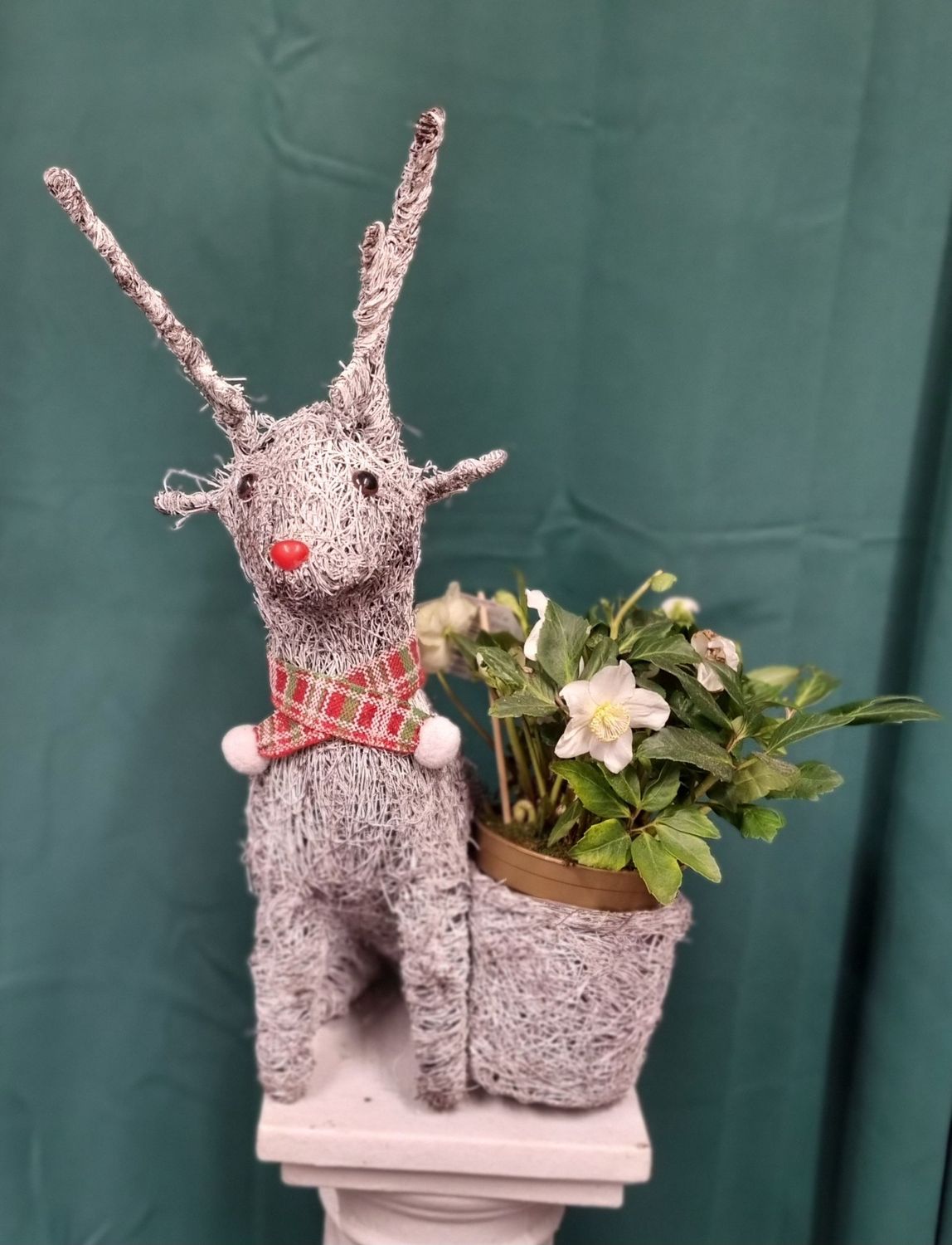 Large Christmas Reindeer Planter with Seasonal Plant