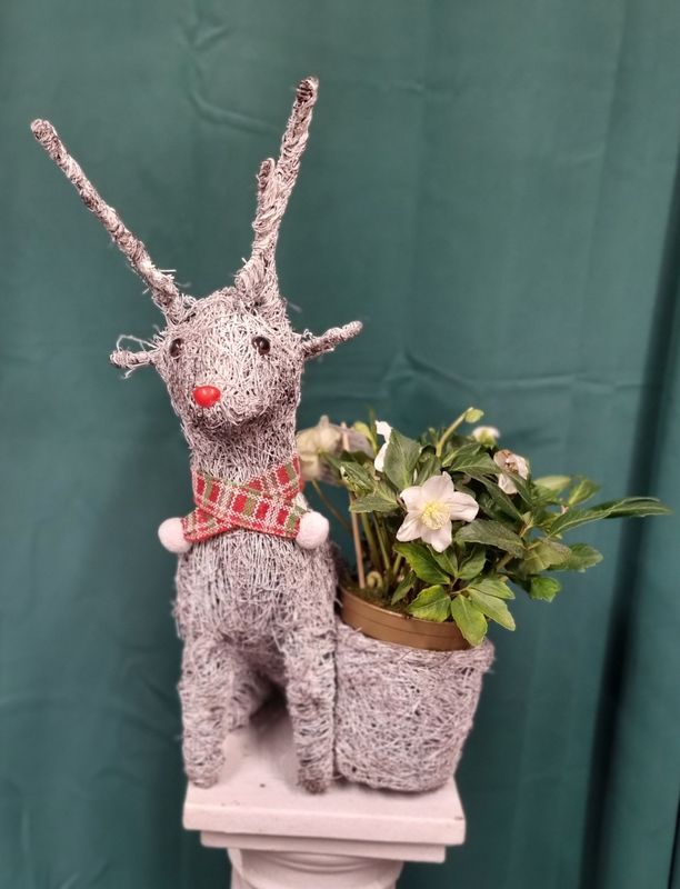 Large Christmas Reindeer Planter with Seasonal Plant