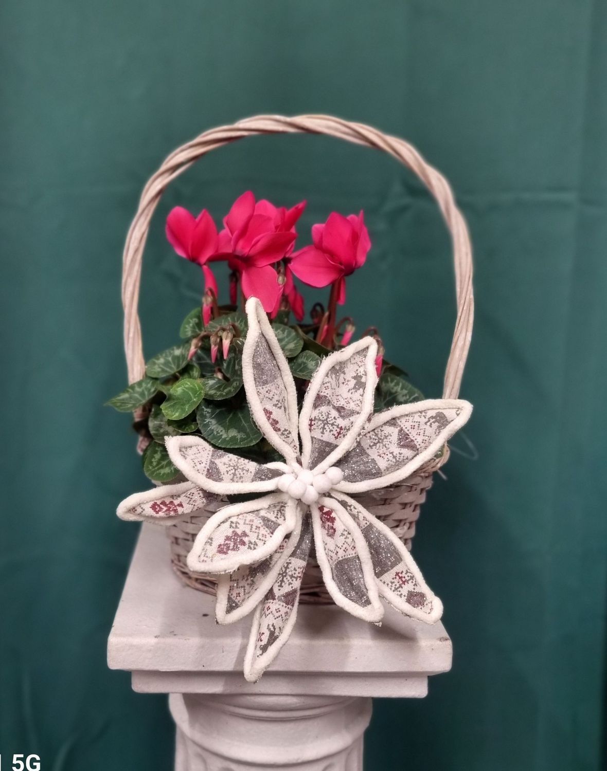Christmas Cyclamen in Basket  (Colours may Vary)