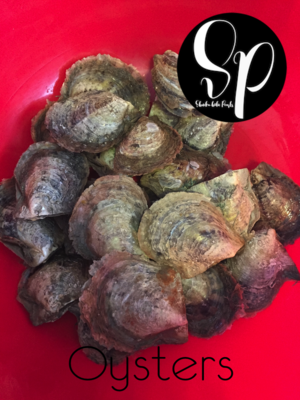Oysters