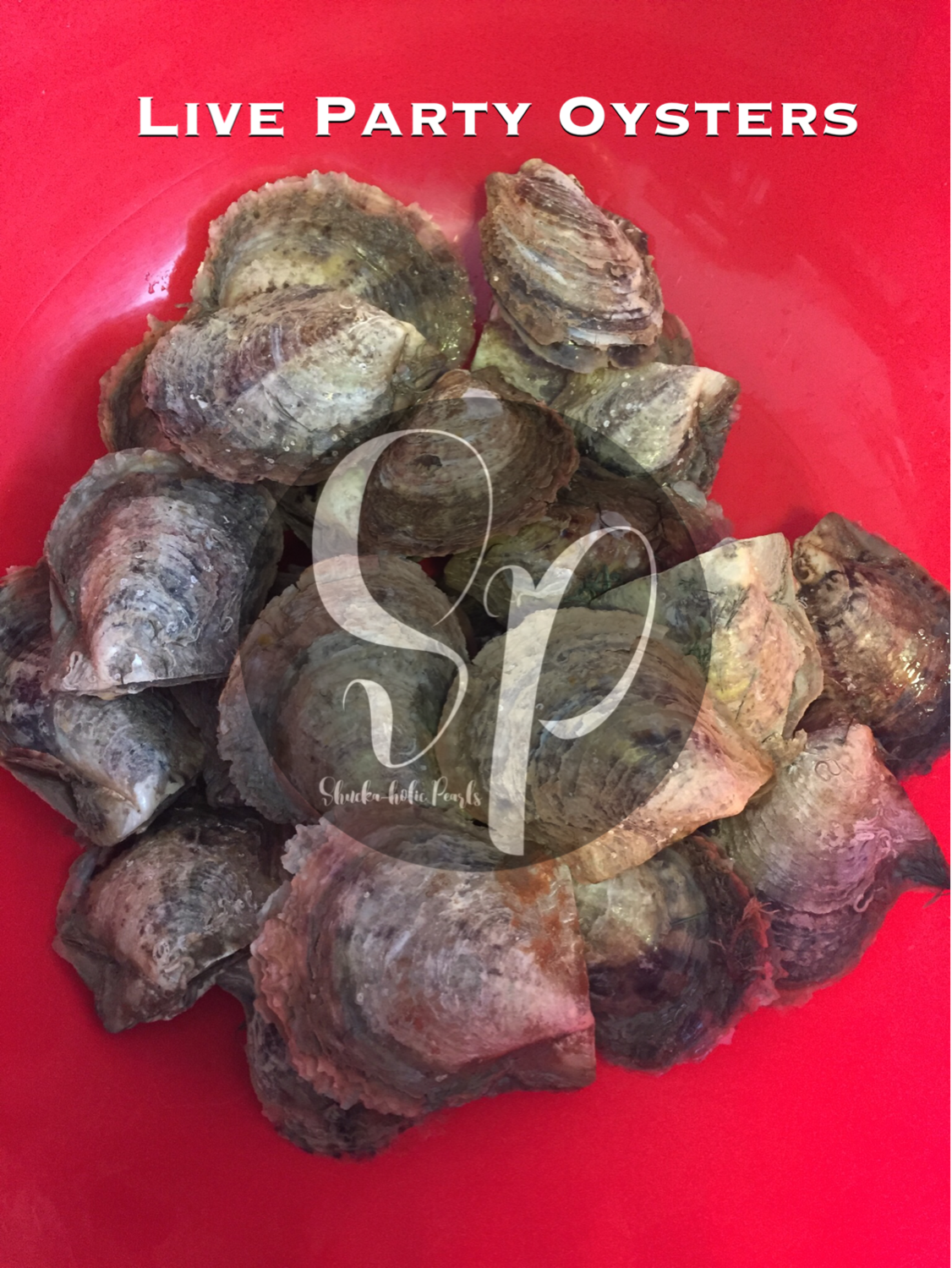 Facebook LIVE SHOW Oysters