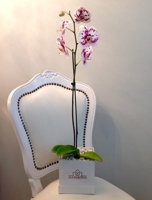 Small square box planta de orquídea