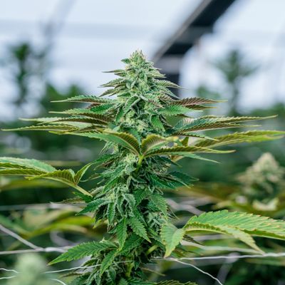 Greenhouse (THCa)
