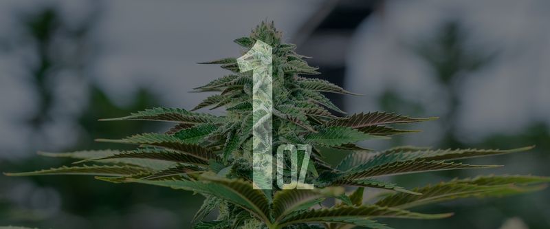 28g Greenhouse (THCa)