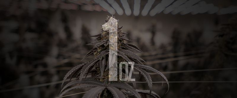 28g Indoor Flower (THCa)