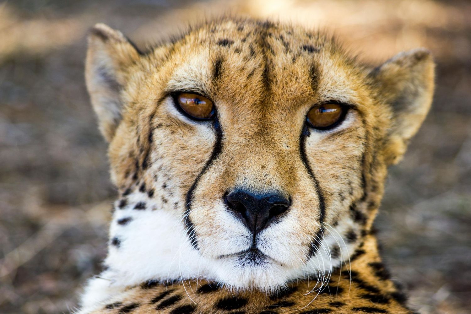 JULY 14-17:  ANIMALS