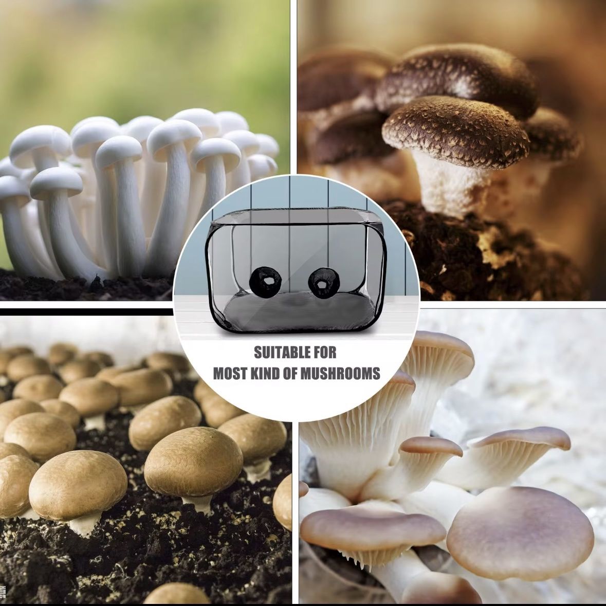 Mushroom still air box