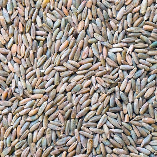 Organic Rye Grain, Size: 6.25kg