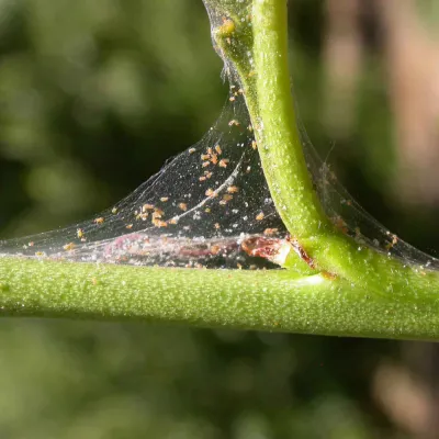 Spider Mite Control