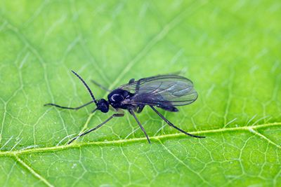 Fungus Gnat Control