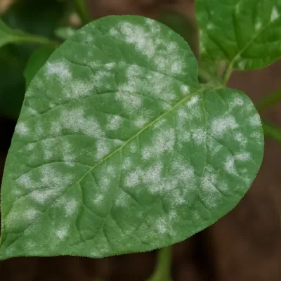 Powdery Mildew Control