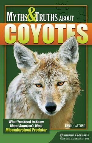 Myths And Truths About Coyotes