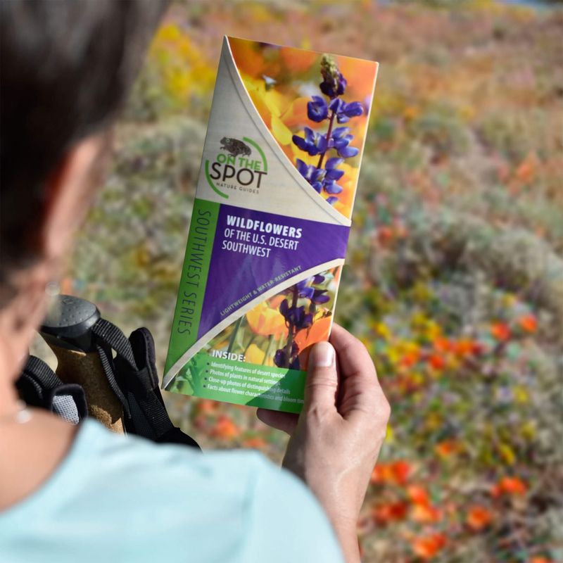Wildflowers of the U.S. Desert Southwest