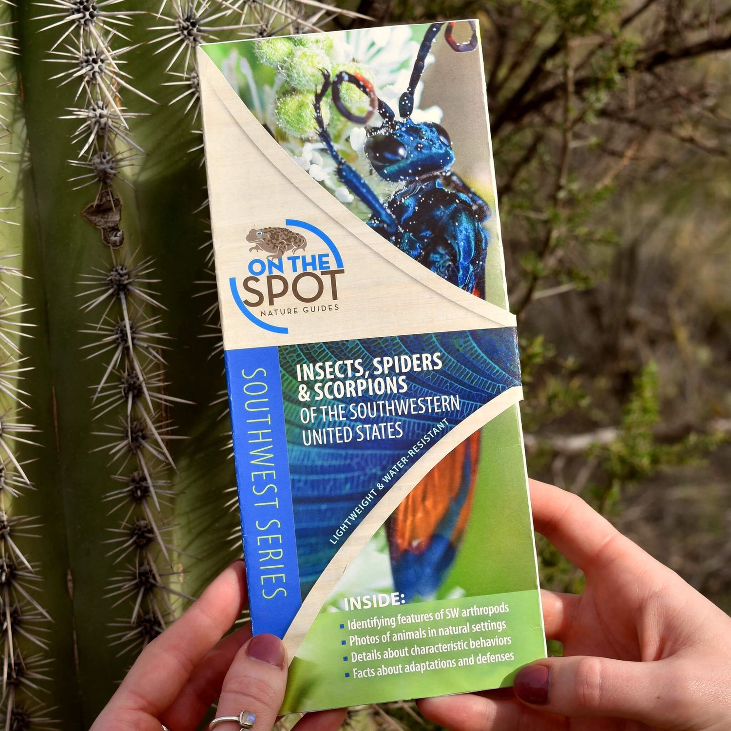 Insects, Spiders &amp; Scorpions of the SW United States