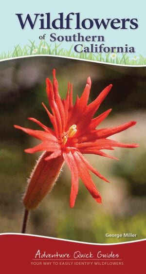 Wildflowers Of Southern California