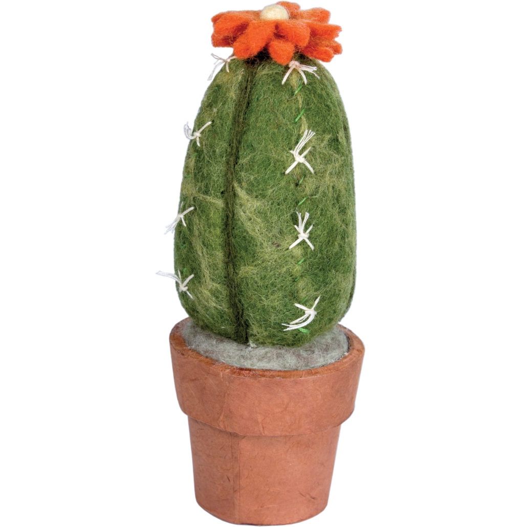 Small San Pedro Cactus