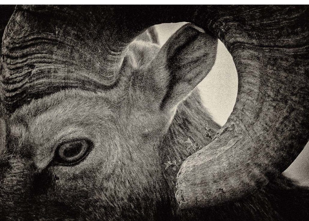 Card, Bighorn Closeup