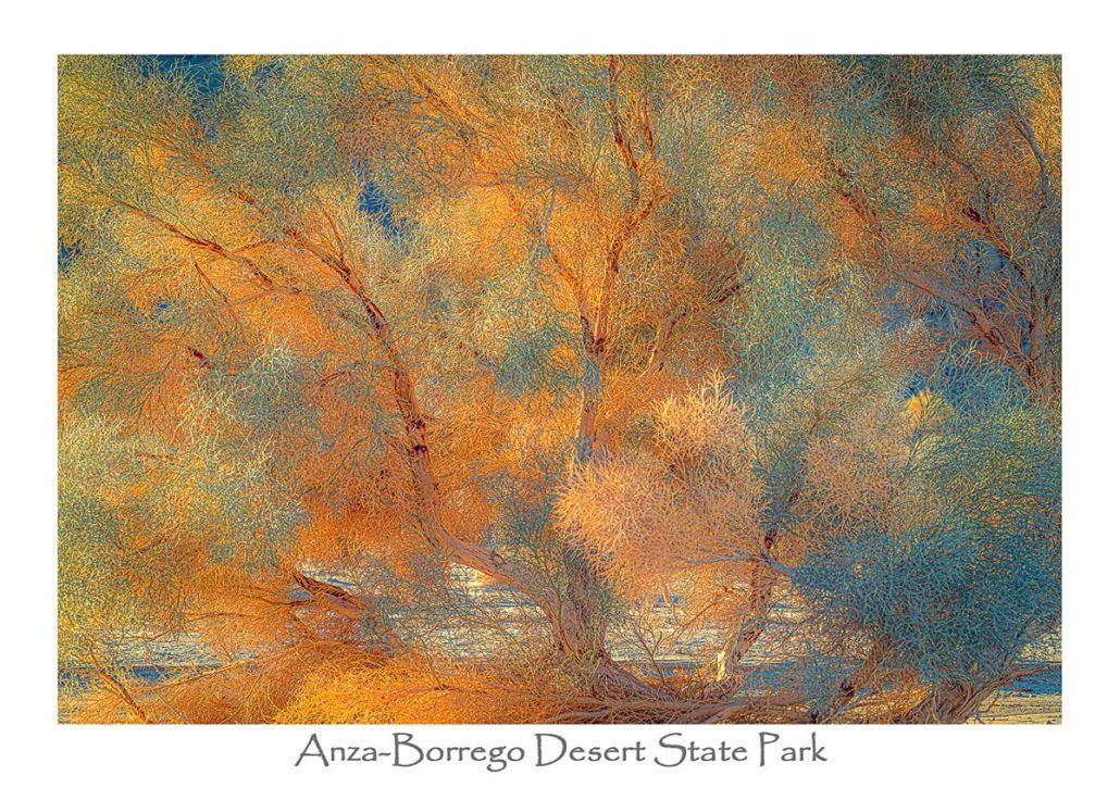 Card, Smoketree