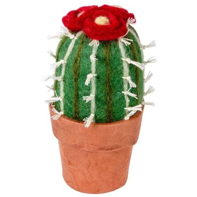 Small Barrel Cactus