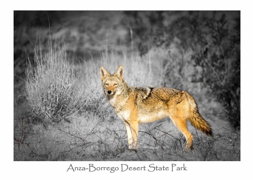 Card, Coyote With Black/White Background