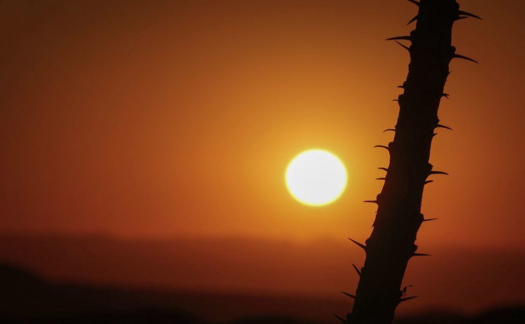 Card, Sun With Ocotillo