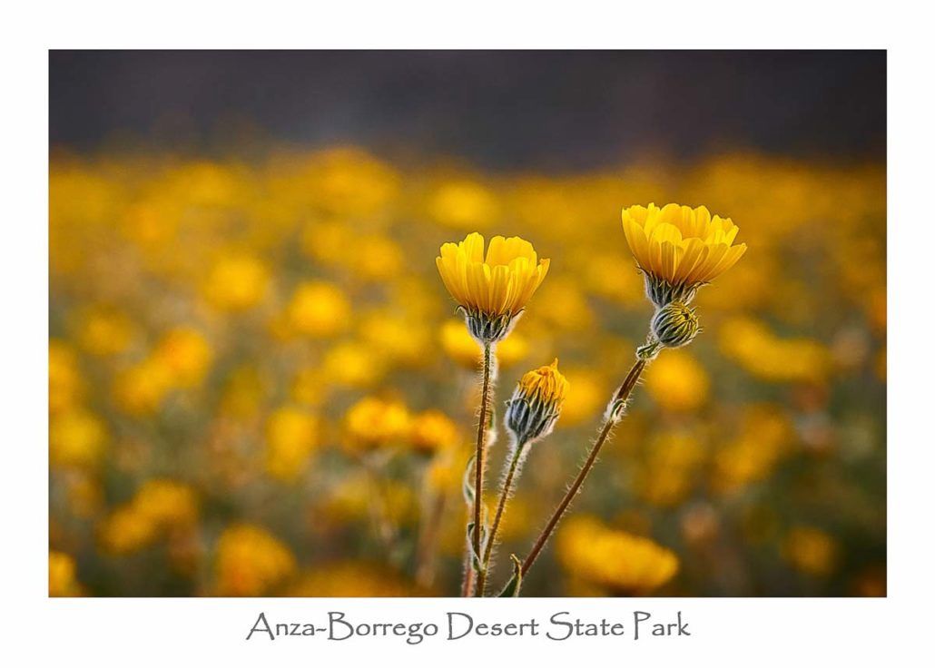 Greeting Card - Superbloom-Yellow Flowers