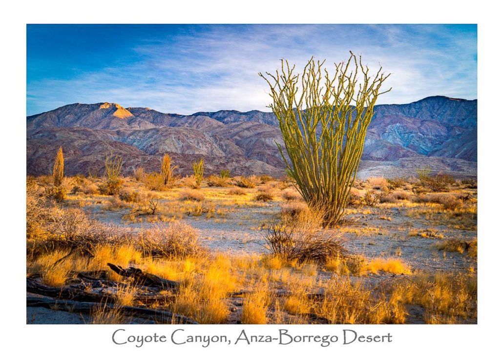 Card, Ocotillo, Mountains, Grasses