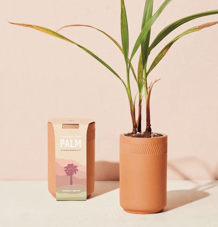 Terra Cotta Grow Kit-Coastal Fan Palm