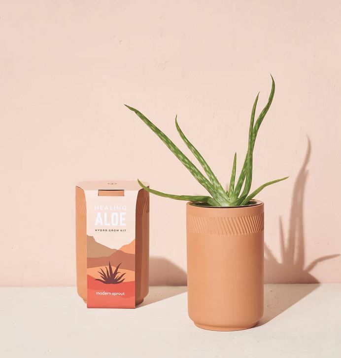 Terra Cotta Grow Kit-Healing Aloe