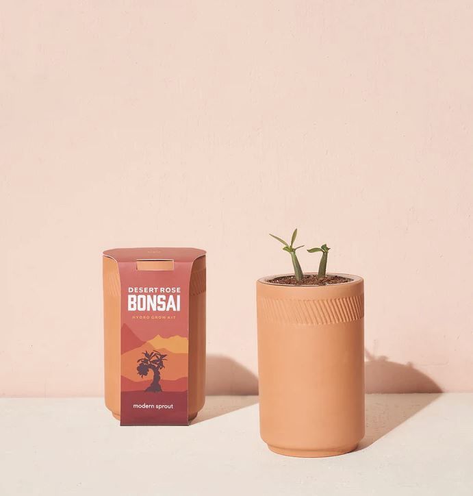 Terra Cotta Grow Kit-Desert Rose Bonsai