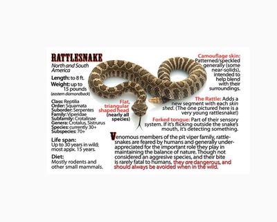 Zooflipz: Rattlesnake