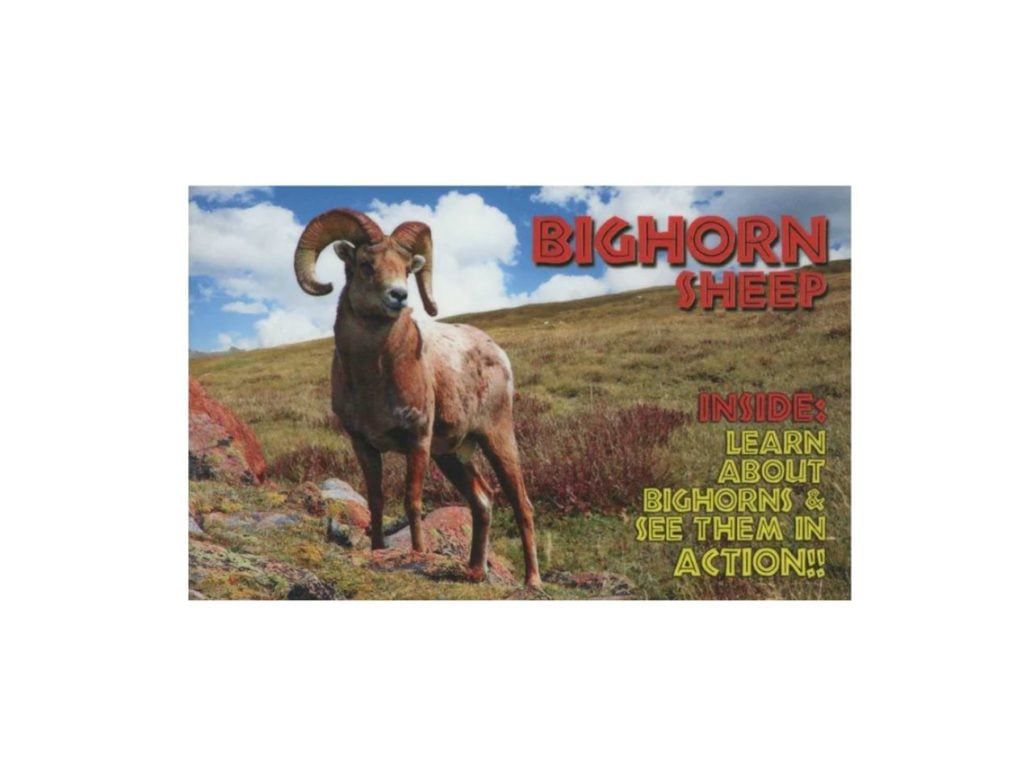 Zooflipz: Bighorn Sheep
