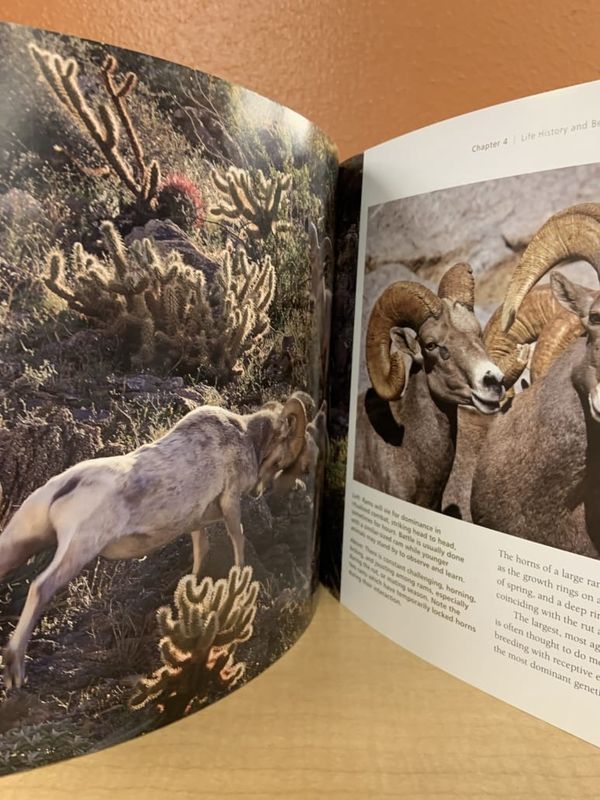 Desert Bighorn Sheep: Wilderness Icon, by Mark Jorgensen