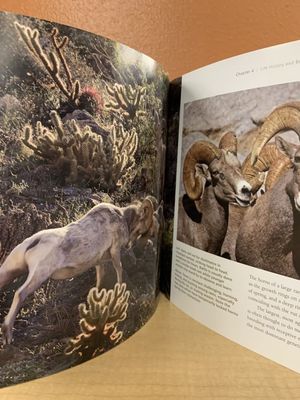Desert Bighorn Sheep: Wilderness Icon, by Mark Jorgensen