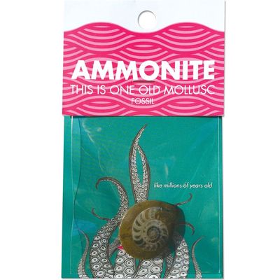 Ammonite