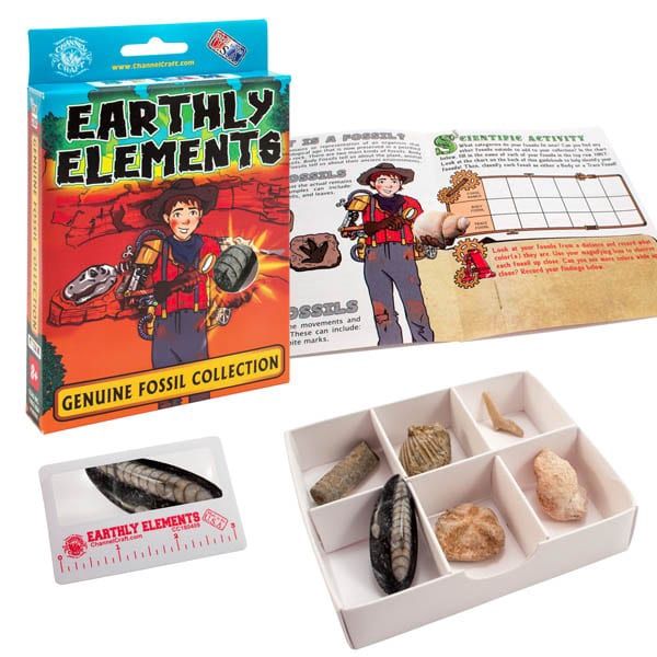 Earthly Elements Prehistoric Fossil Collection