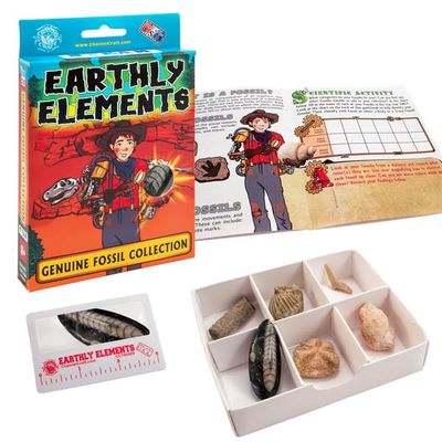 Earthly Elements Prehistoric Fossil Collection