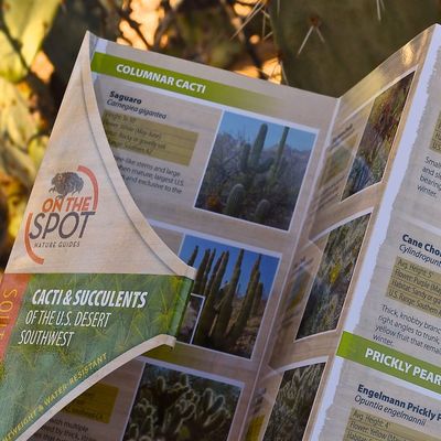Cacti &amp; Succulents Of The Desert
