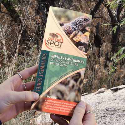 Reptiles &amp; Amphibians of the Southwestern United States