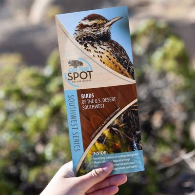 Birds Of The U.S. Desert Southwest