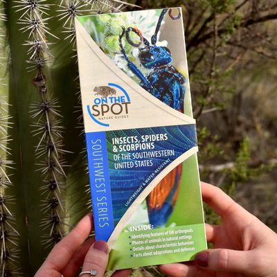 Insects, Spiders &amp; Scorpions of the SW United States