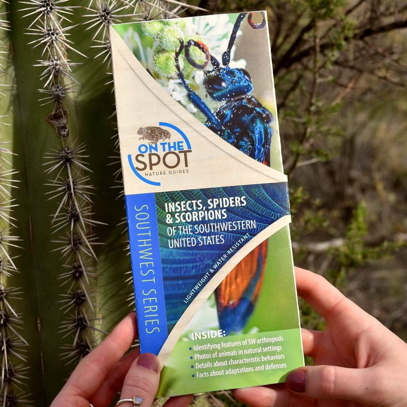 Insects, Spiders &amp; Scorpions of the SW United States