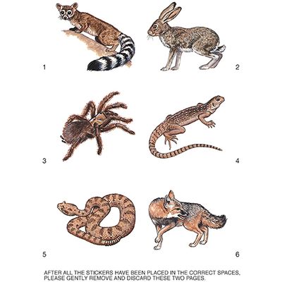 LA, Learning About Desert Animals