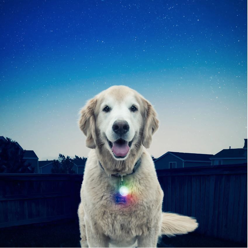 Nite Ize Spotlit LED Collar Light, Color: Disc-O