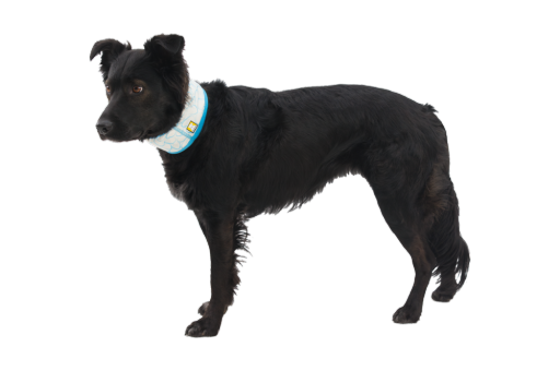 Ruffwear Swamp Cooler™ Dog Neck Gaiter