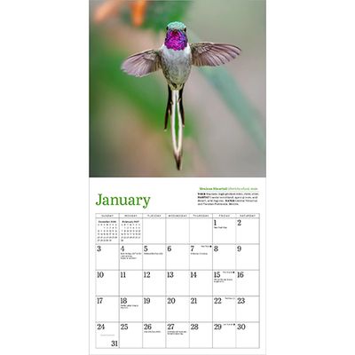 Workman Mini Wall Calendar - Hummingbirds