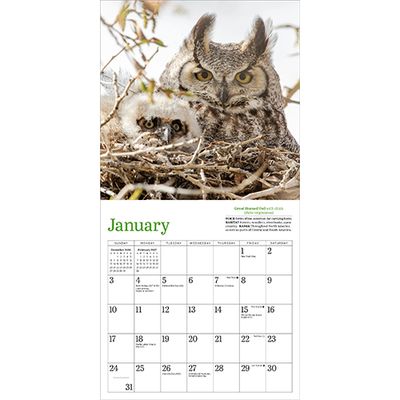 Workman Mini Wall Calendar - Audubon Little Owls