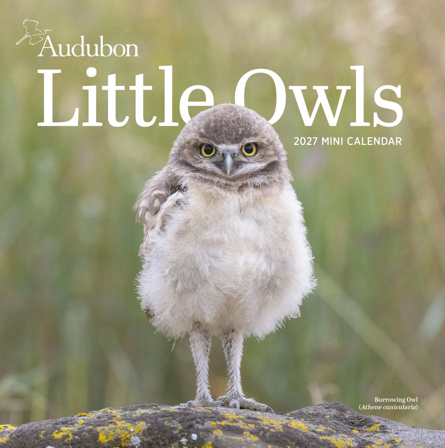 Workman Mini Wall Calendar - Audubon Little Owls