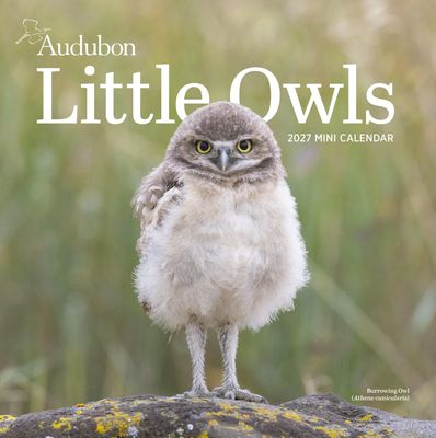 Workman Mini Wall Calendar - Audubon Little Owls