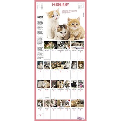 Workman Picture-A-Day Wall Calendar - 365 Kittens a Year